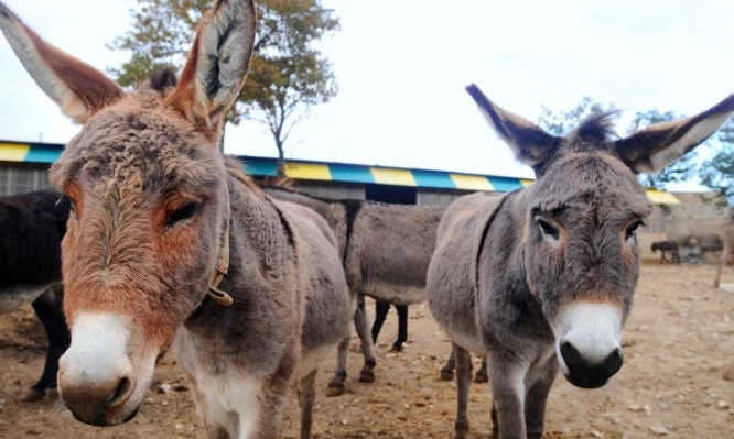 Η Κλεοπάτρα κάτι ήξερε – Τα οφέλη για την υγεία σας από το γάλα γαϊδούρας – Γιατί θεωρείται υπερτροφή